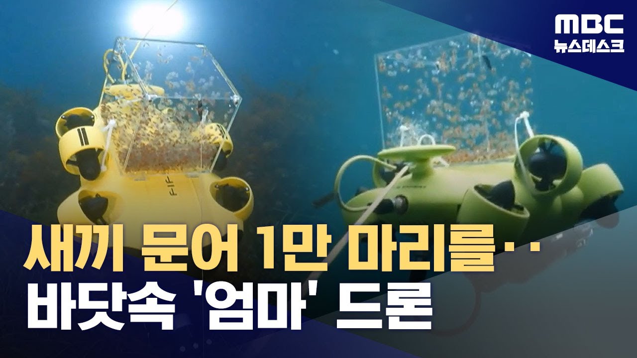 바닷속에서 새끼 낳는 드론?‥이제 양식도 드론 (2026.02.04/뉴스데스크/MBC)