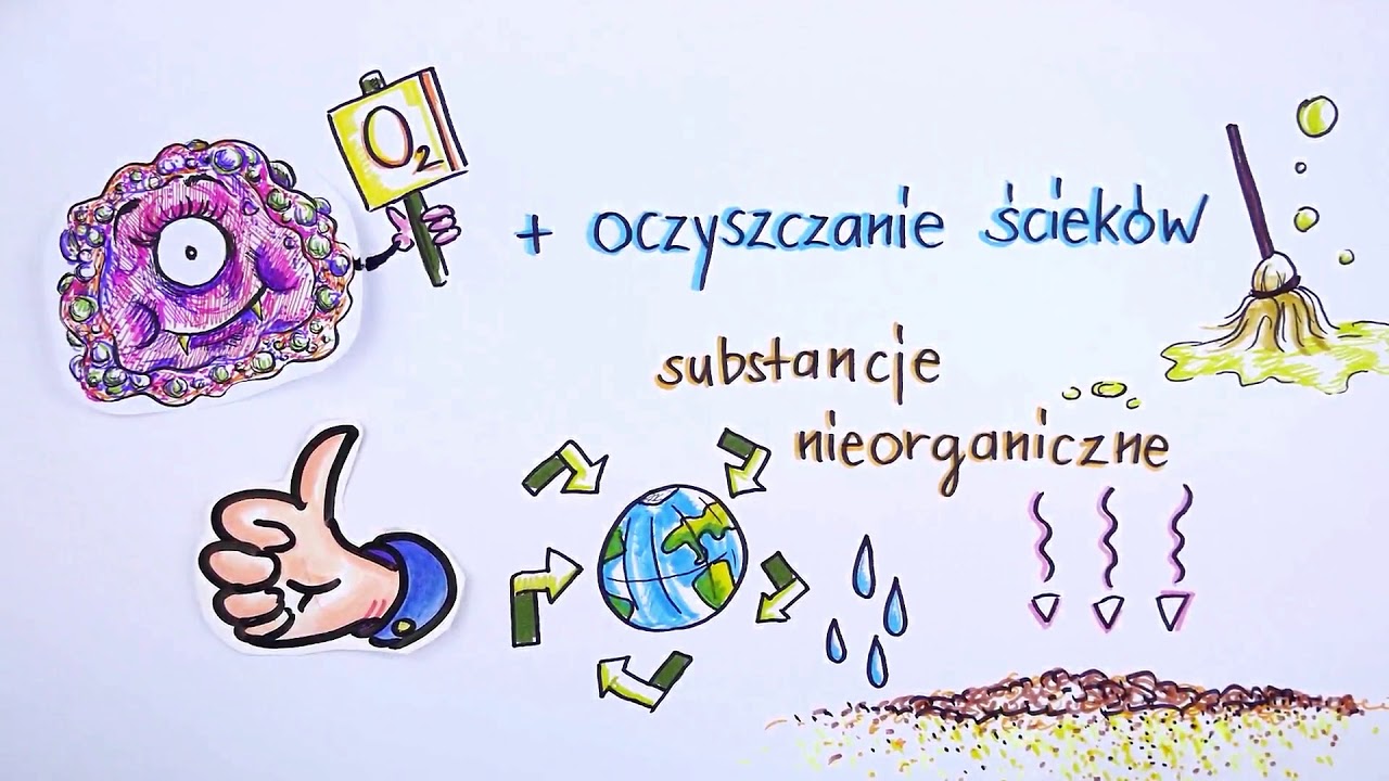 bioeden.eu Oczyszczalnia ekologiczna (osadnik gnilny)