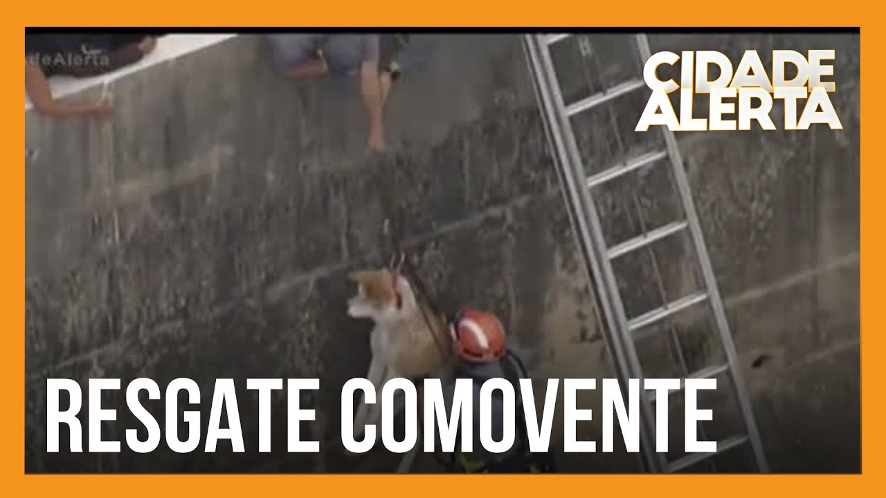 Bombeiros resgatam cachorro às margens do Tio Tietê, em São Paulo