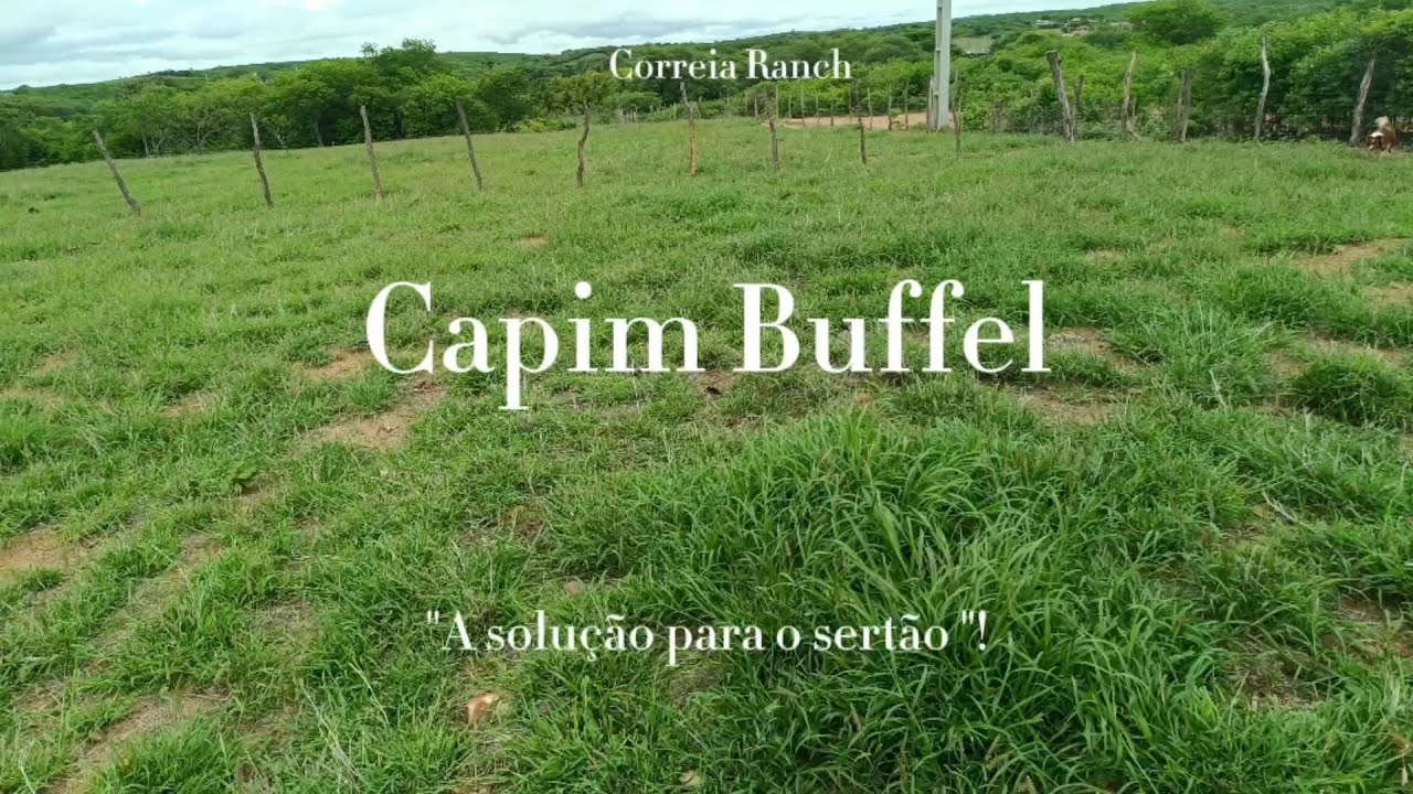 Plantei Capim Buffel aqui no Rancho !
