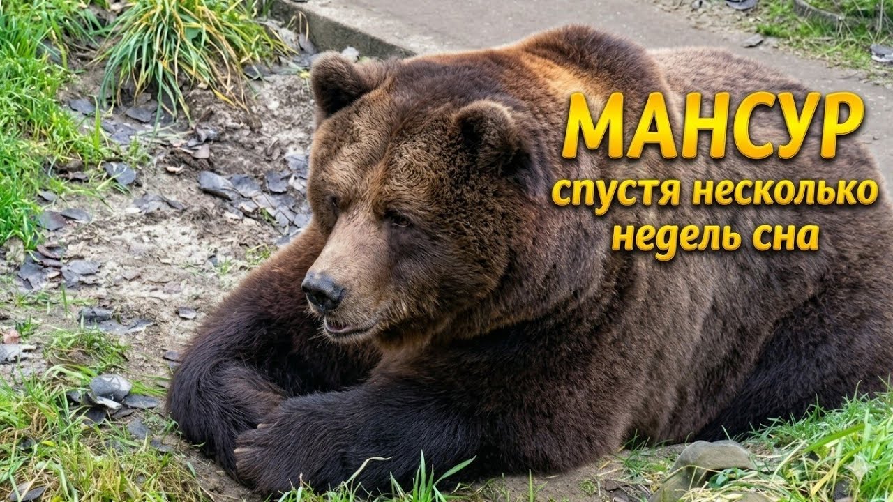 Мансур проснулся,спустя несколько недель🐻Mansur woke up several weeks later_30/11/25