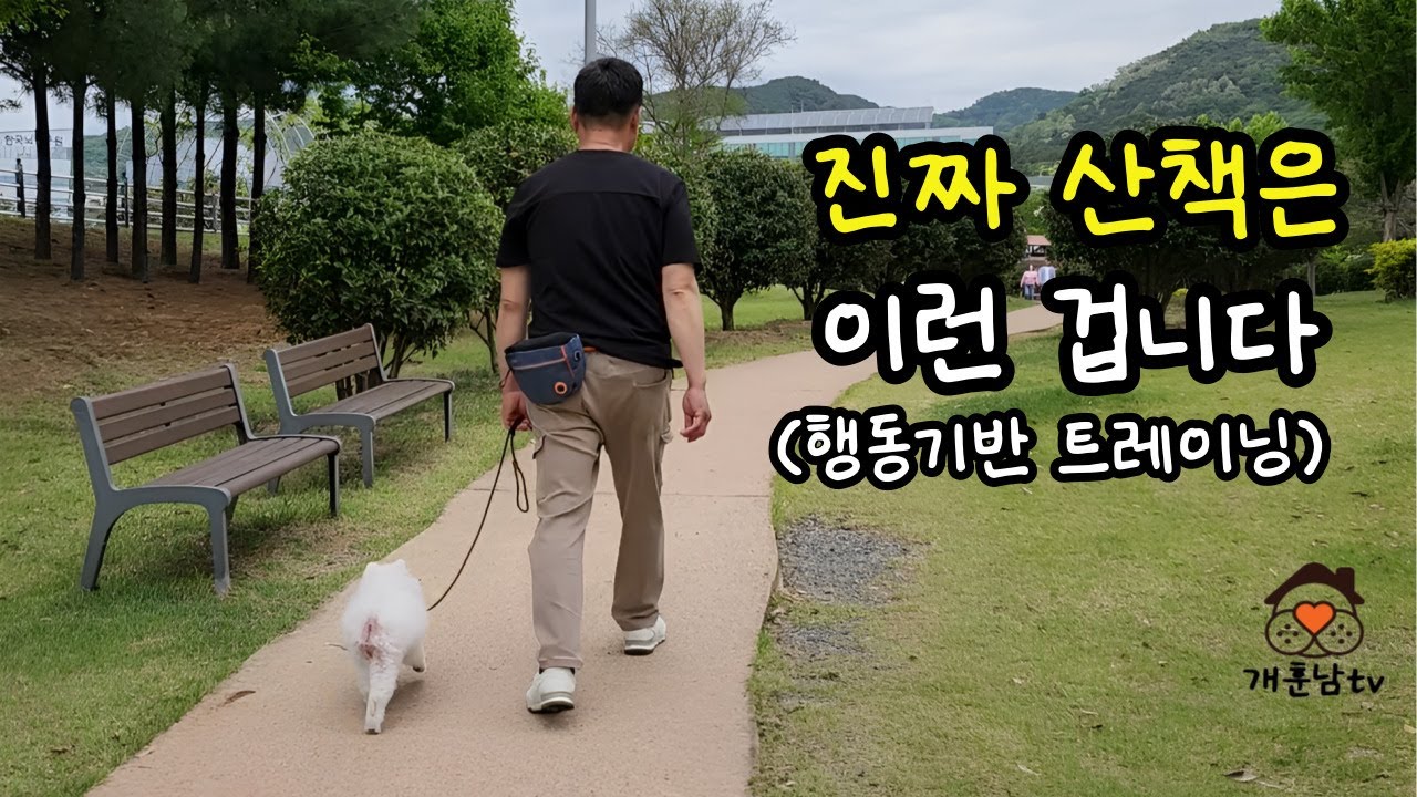 짖지 않고, 겁내지 않고, 도망가지 않는 강아지 산책 교육은 핀치칼라도 발차기도 아닌, 세상이 위험하지 않음을 가르치는 것입니다. 포메리니언 '율무'의 산책 교육