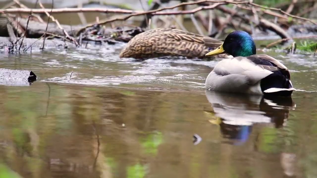 The Impact of Noise Pollution on Wildlife