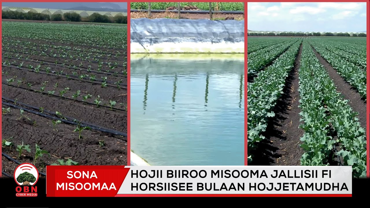Sona Misoomaa || Hojii biiroo misooma jallisii fi horsiisee bulaan hojjetamudha