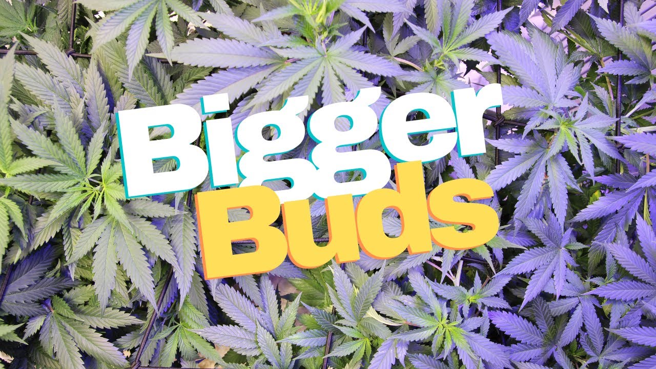 HOW TO GET BIGGER BUDS!!