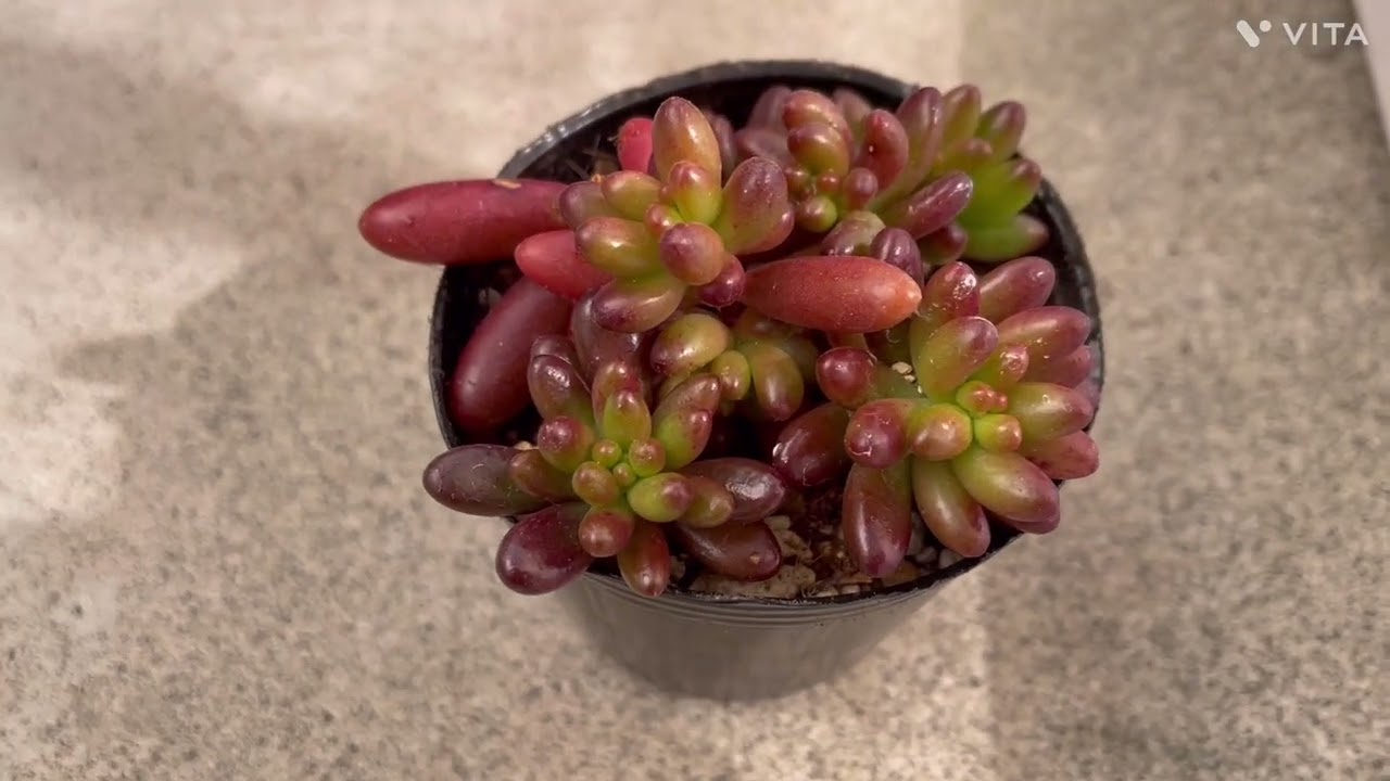 【多肉植物】虹の玉カット✂️53多肉植物　タニラー