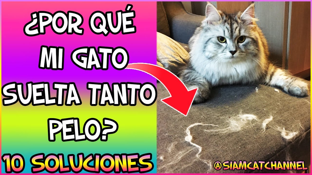 ¿POR QUÉ MI GATO SUELTA TANTO PELO? 10 SOLUCIONES A LA CAÍDA DE PELO EN GATOS  - SiamCatChannel