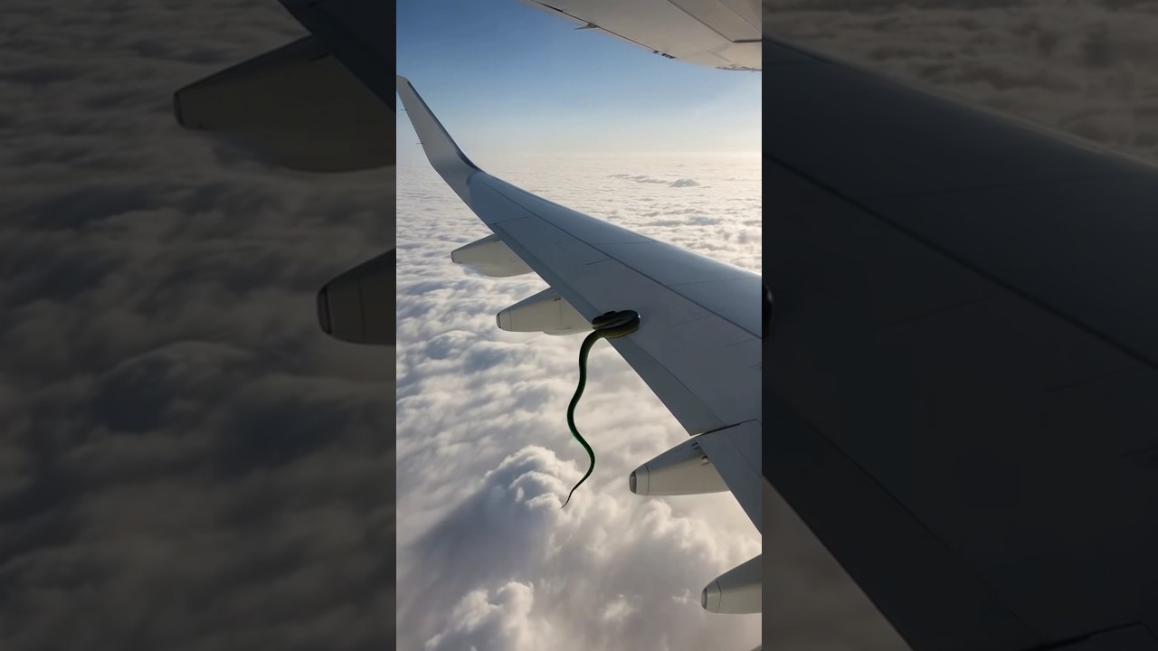 Snake came out from no where on flight wing 😱 | python on aeroplane | #snake #python #shorts