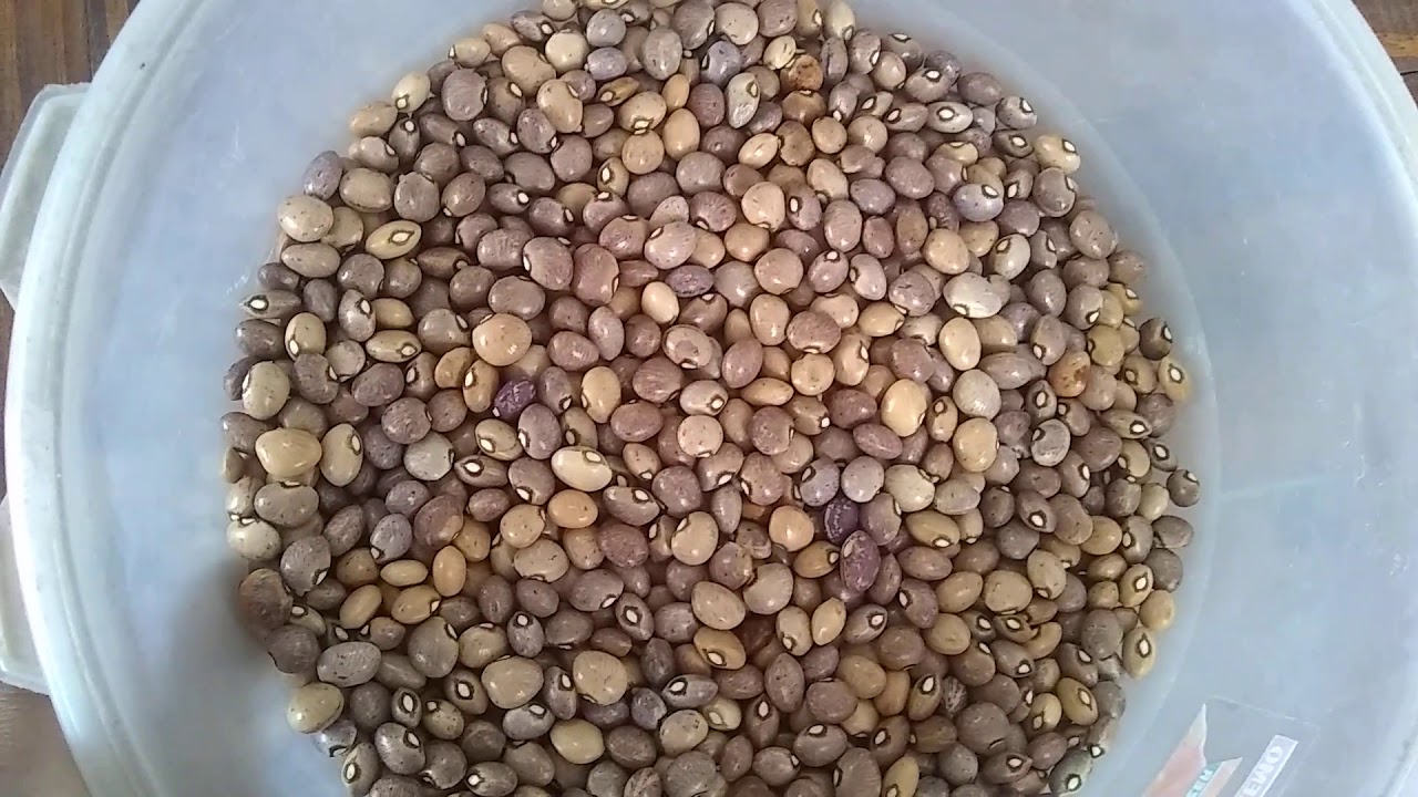 Tudo sobre fava