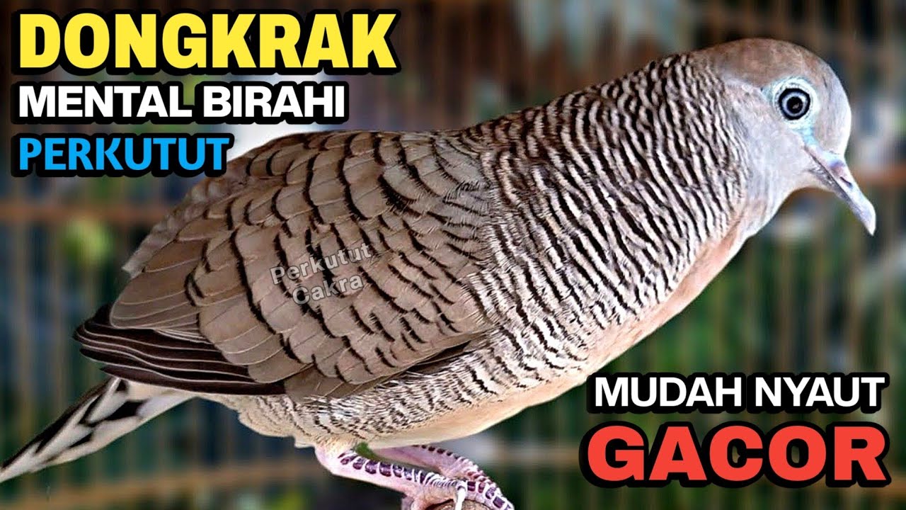 Perkutut lokal gacor suara memanggil lawan bunyi emosi ahlinya bikin semua lawan nyaut gacor