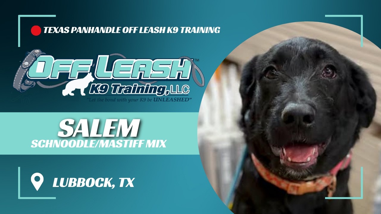 Salem, 5mo Schnoodle/Mastiff Mix, 2wk Advanced Board and Train, Lubbock Off Leash K9 Training