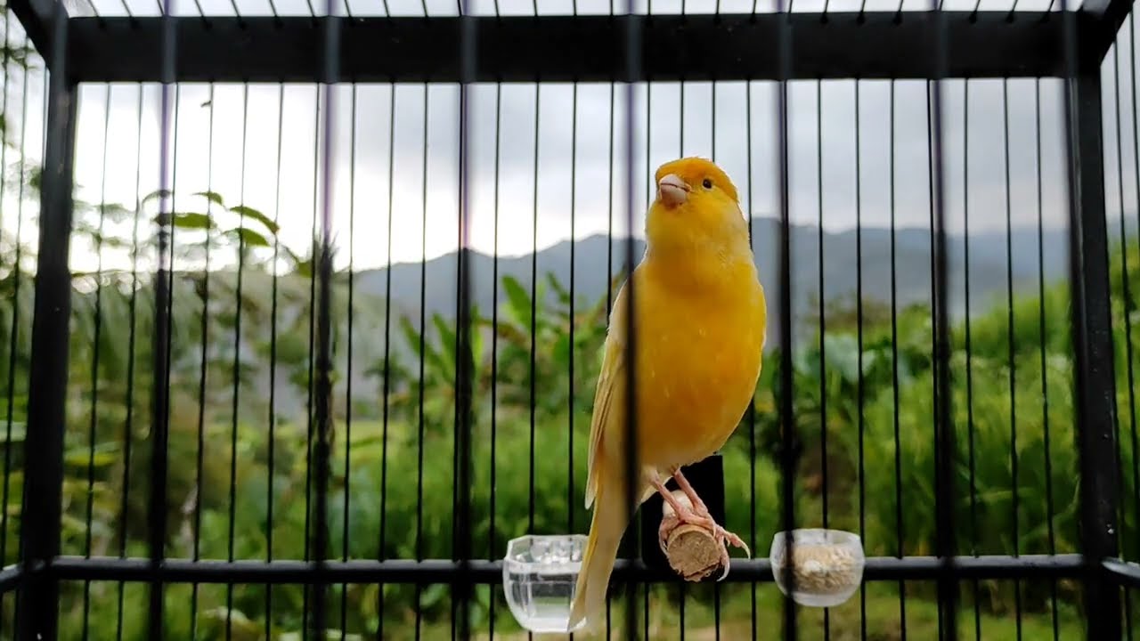 5 minute best canary training song - canary singing video