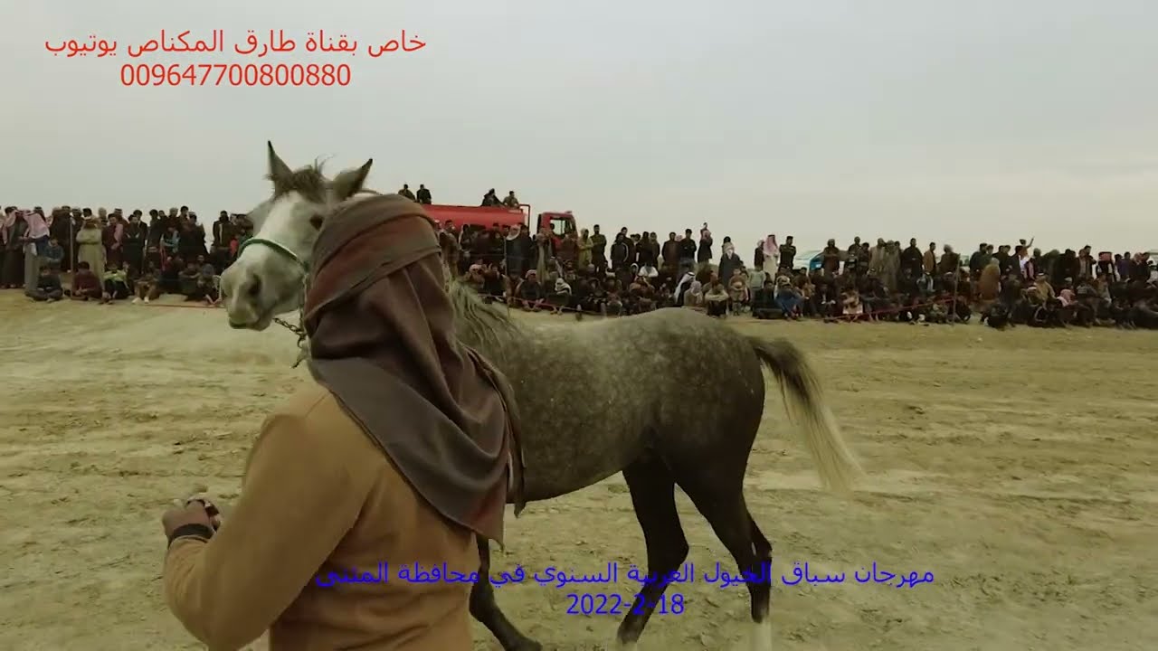 رابطة فرسان المثنى وبالتعاون مع قناة طارق المكناص يقدمان مهرجان سباق الخيول  السنوي الرابع 2022 2 18