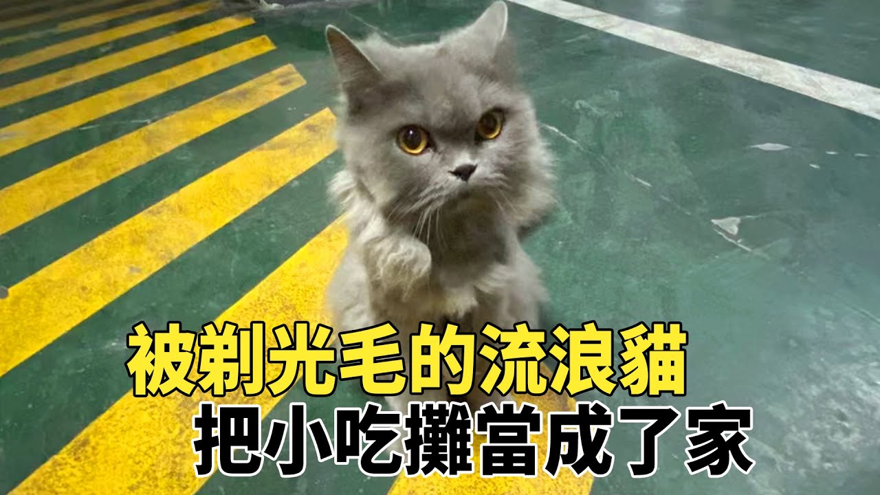 小吃攤來了只流浪貓，壹點也不怕人，守在客人腳邊蹭吃蹭喝