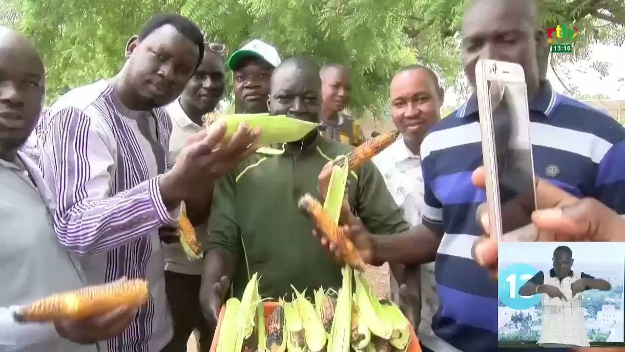 Agriculture : SEMAX, une nouvelle variété de maïs en expérimentation au Burkina.
