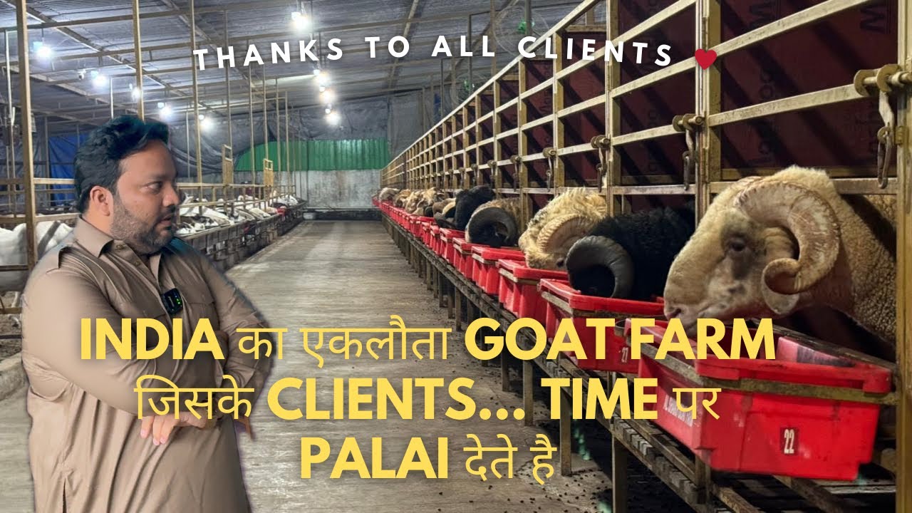 INDIA का एकलौता Goat Farm जिसके Clients... Time पर Palai देते है