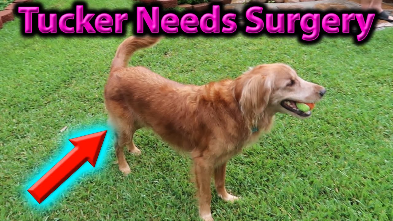Tucker Needs Surgery - Dog Leg Amputation Ep 1