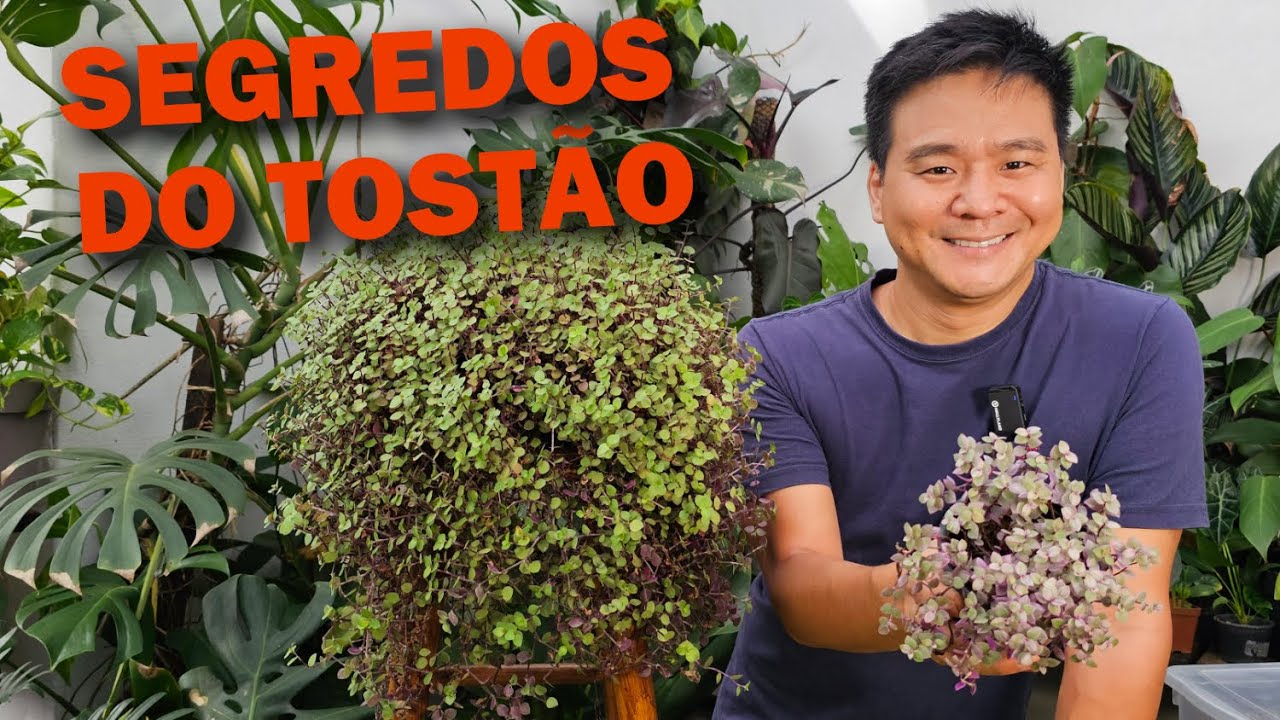 Como cultivar Tostão ou Dinheiro-em-pencas.