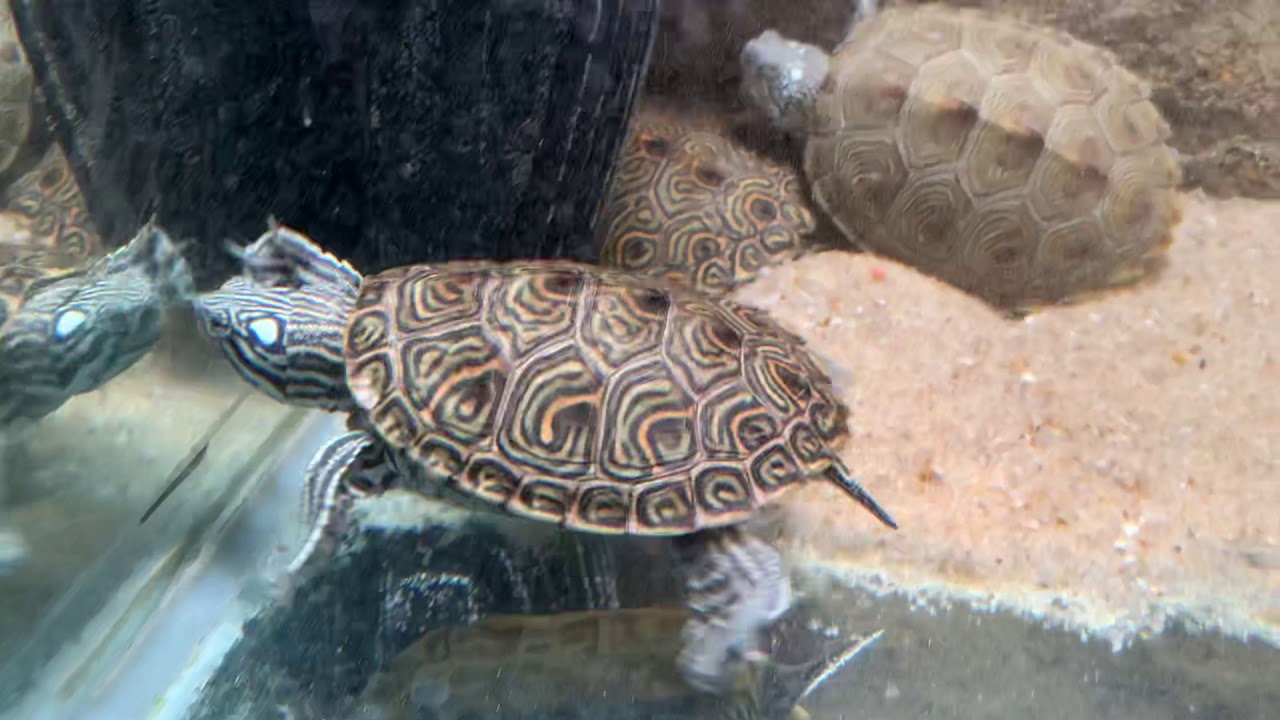 Hybrid Diamondback Terrapins X False Maps