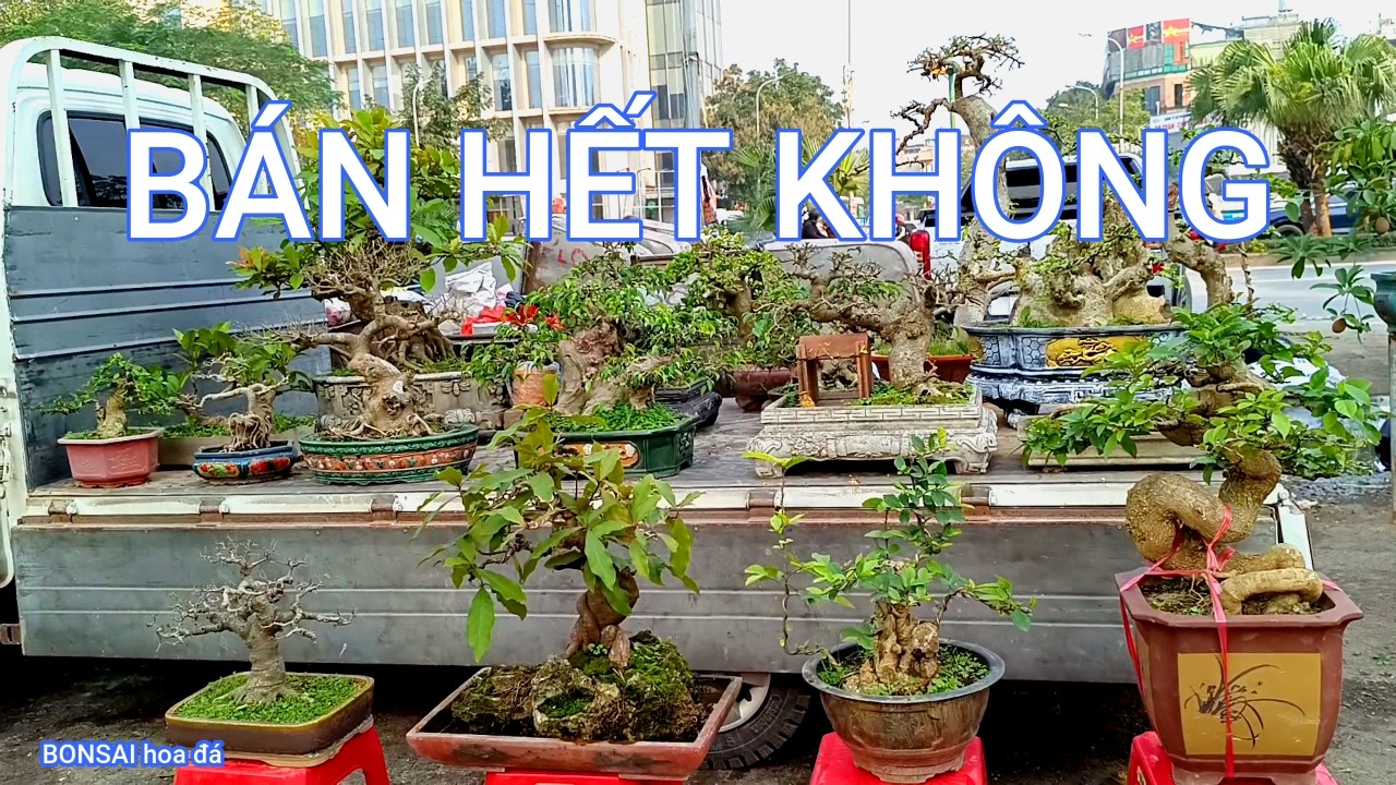 CHỢ CÂY CẢNH VẠN PHÚC KHÁ SÔI NỔI - NGƯỜI MUA BÁN TẤP NẬP - BONSAI hoa đá...