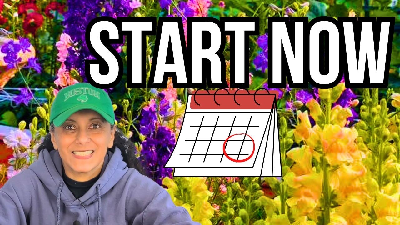 Is Earlier Better? The Best Time to Sow Snapdragon Seeds 🌸🌱🥰  || Budget Gardening