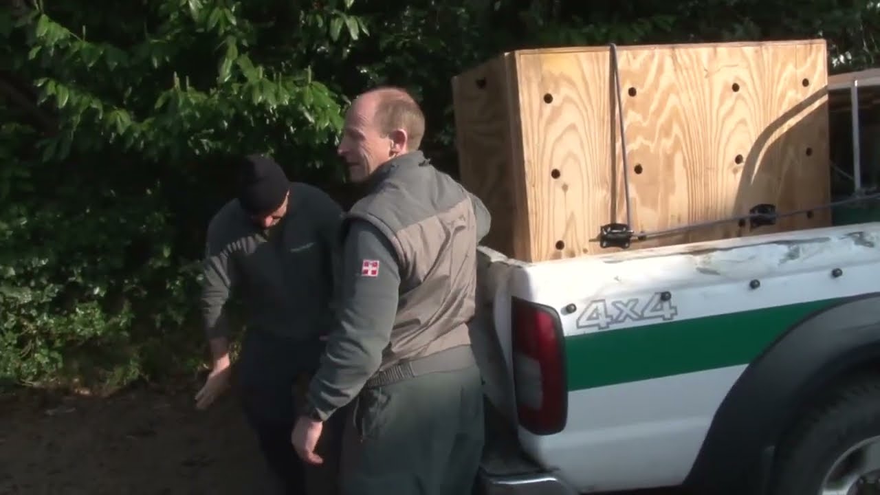 Sette cervi investiti sulle strade del Vco in tre giorni: l'appello della Polizia Provinciale