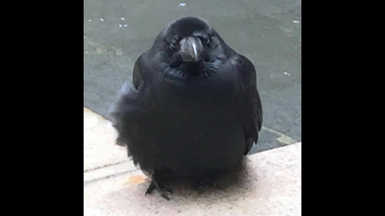 masterchef Ireland S03 E07