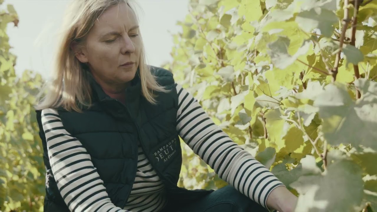 Champagne Deutz - Vendanges 2024