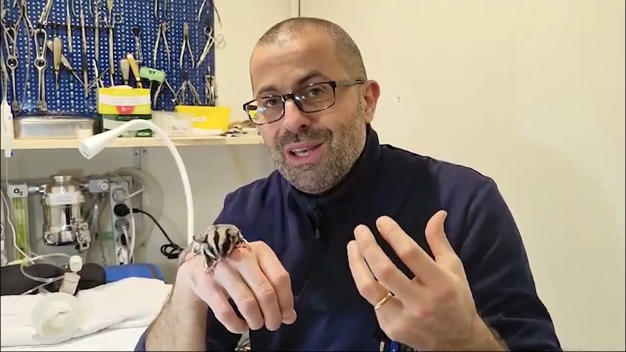 Petauro dello zucchero