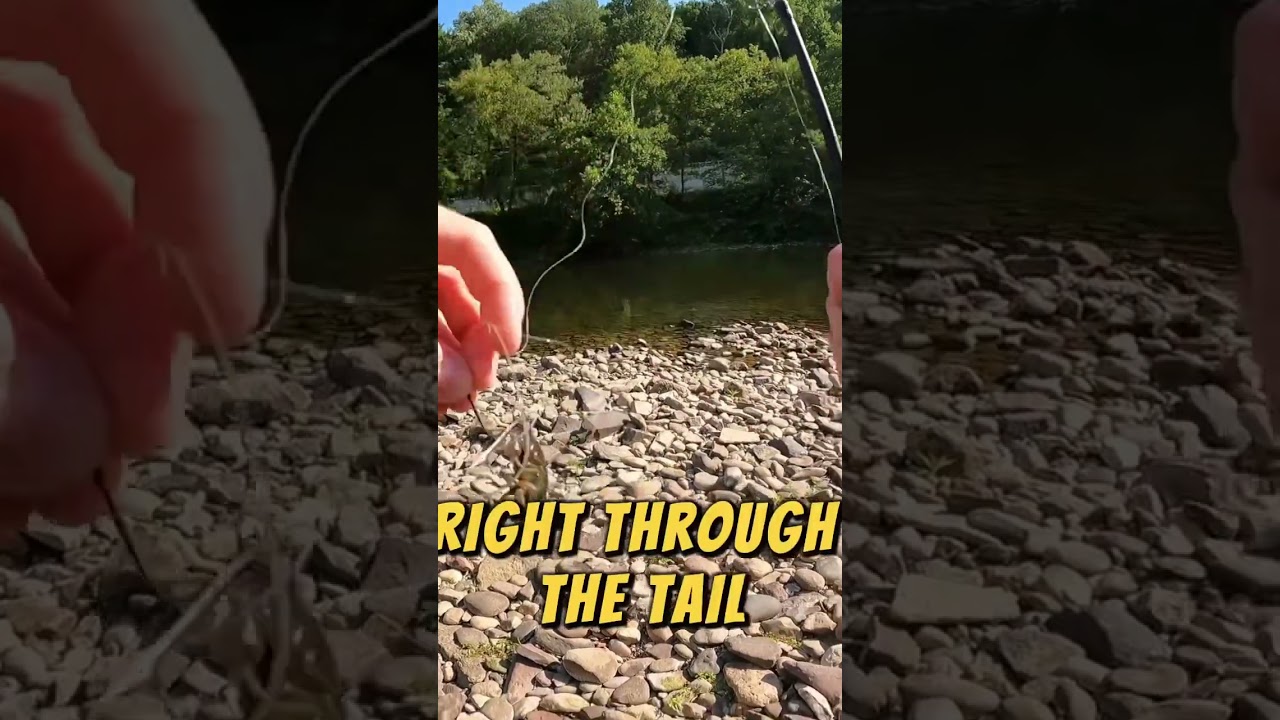 How To Rig Crawfish As LIVE Bait #fishing #crawfish #bass #fish