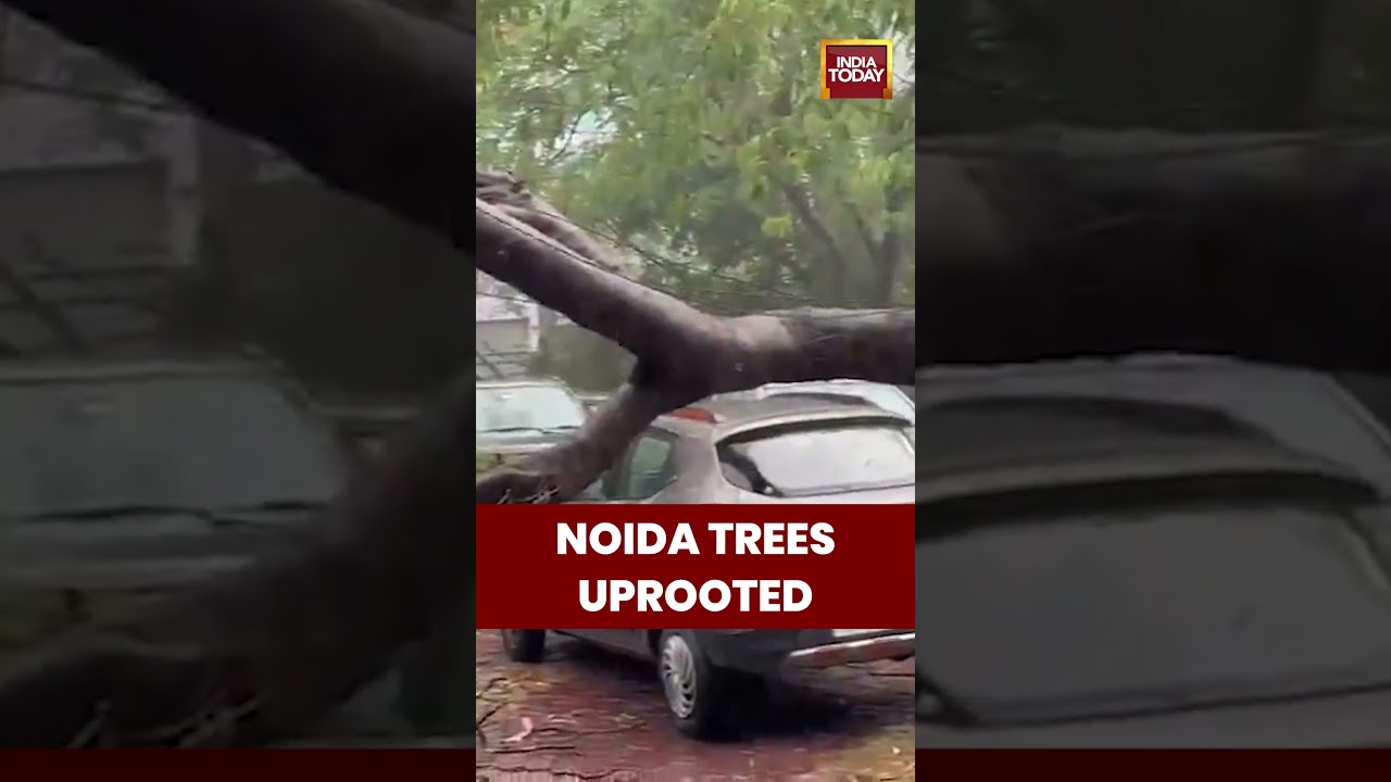 Storm Fury In Noida: Trees Uprooted As Strong Winds Lash City | #delhincr #delhi #noida #imd