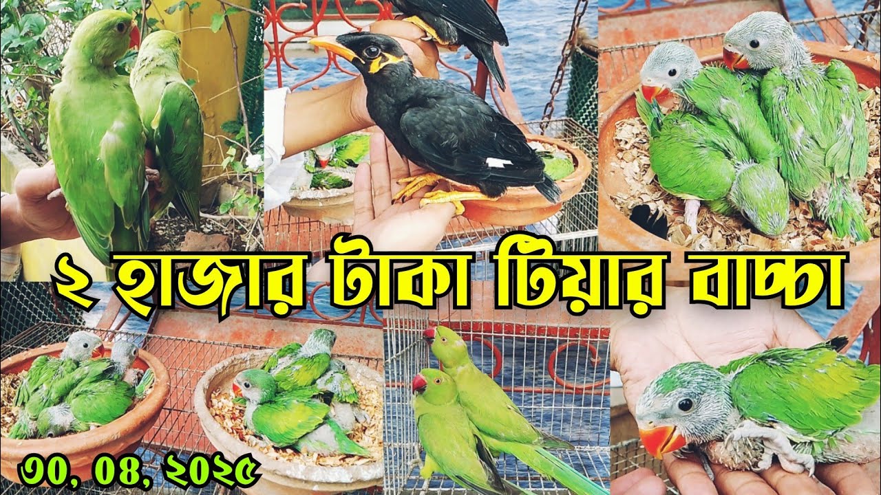 মাথা গরম দাম টিয়া পাখি || টিয়া পাখি বাচ্চার দাম || Tiya pakhi baby price || Bird market bd