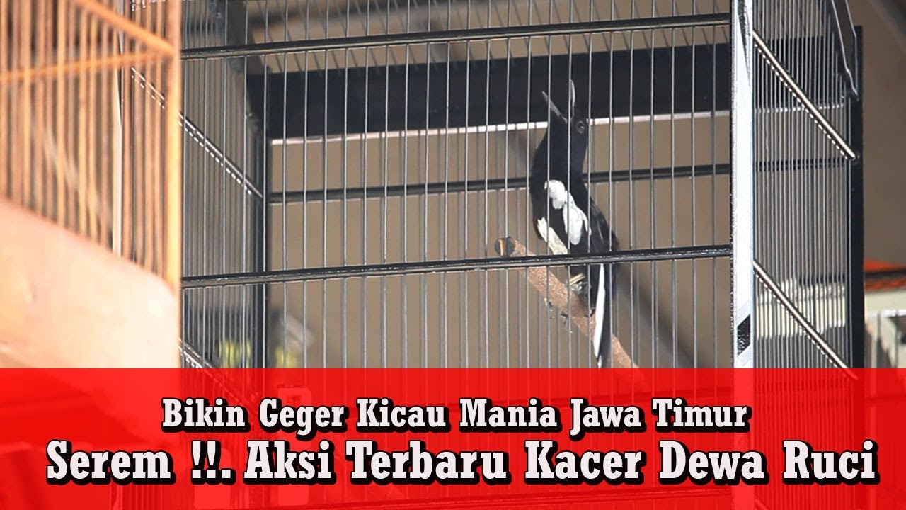 Wiro Sableng Cup 3 - Kacer Dewa Ruci Terbaik Dikelas Hitam Putih