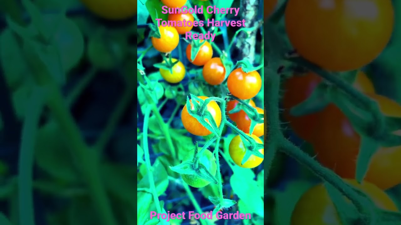 Sungold Cherry Tomatoes Harvest Ready-SE3-Project Food Garden