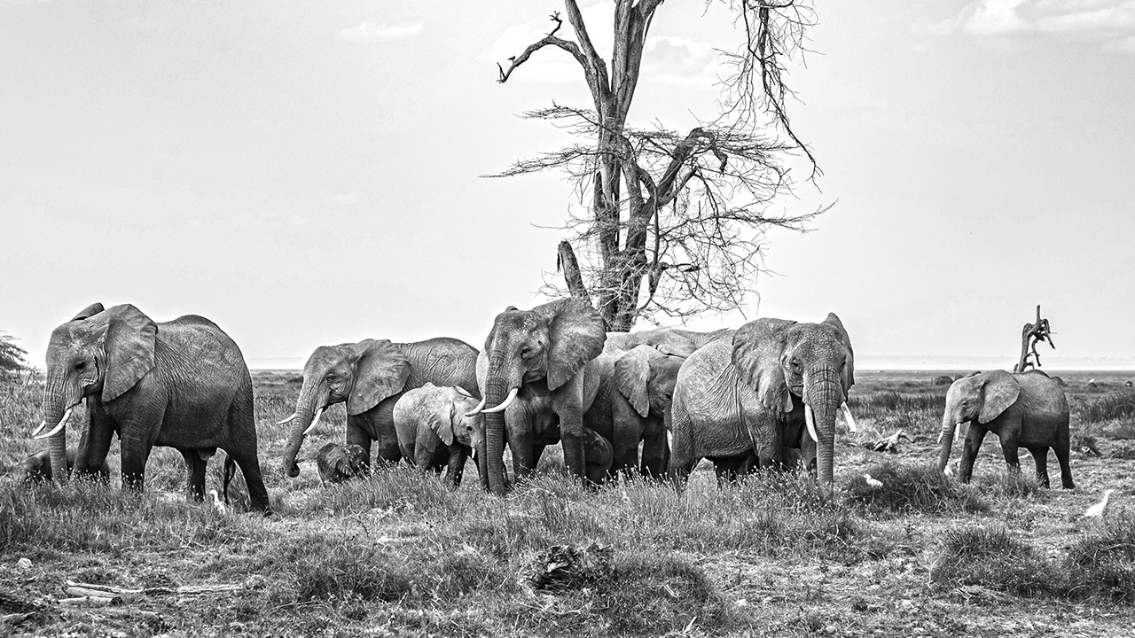 Kenya Safari – 3 National Parks & Beautiful Beaches
