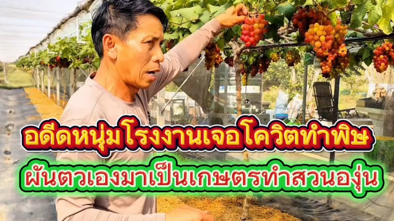โควิด ทำพิษหนุ่มโรงงานลาออกจากงานมาทำเกษตรสวนองุ่น