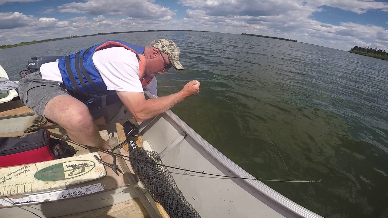 Beauty Walleyes of Kistigan Lake