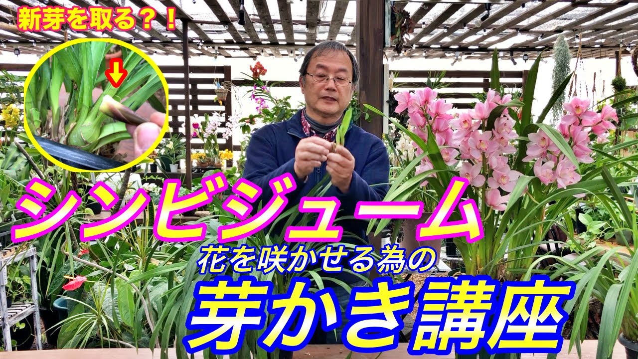 【洋蘭】シンビジューム (シンビジウム)の芽かき講座！花を咲かせる為に心を鬼にして解説します。Cymbidium