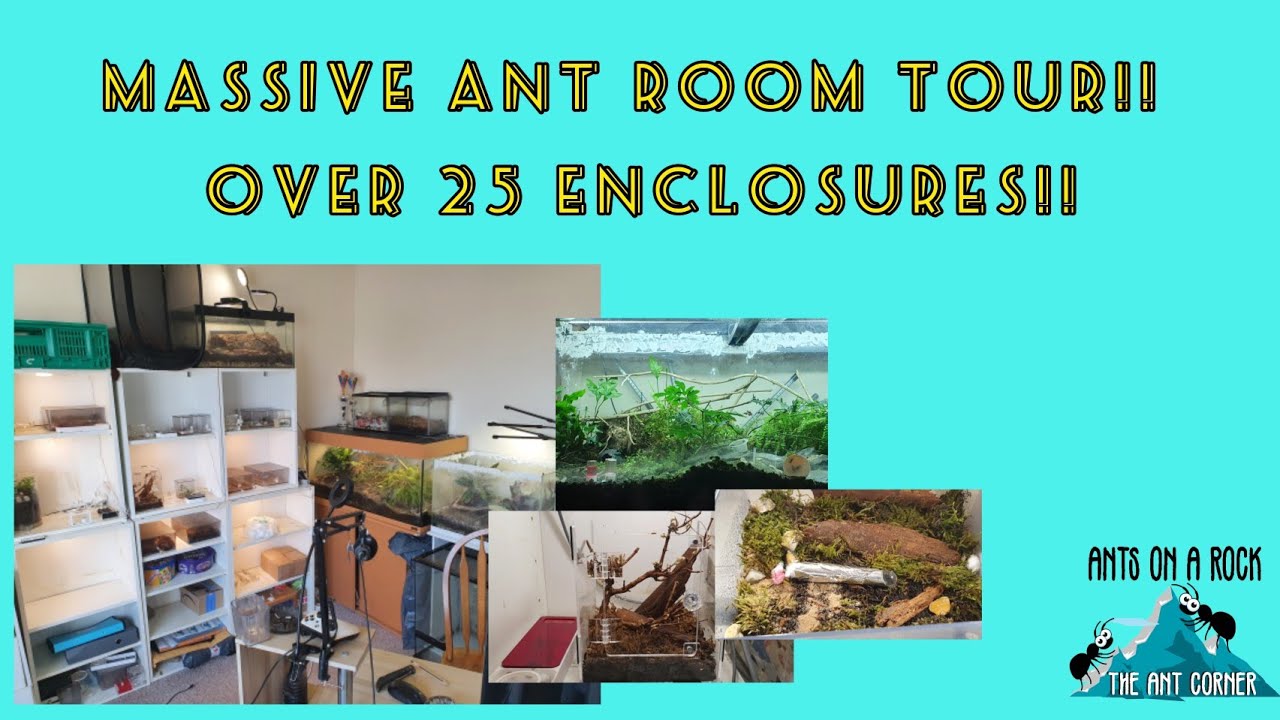 Massive Ant Room Tour!! Over 25 Enclosures!!
