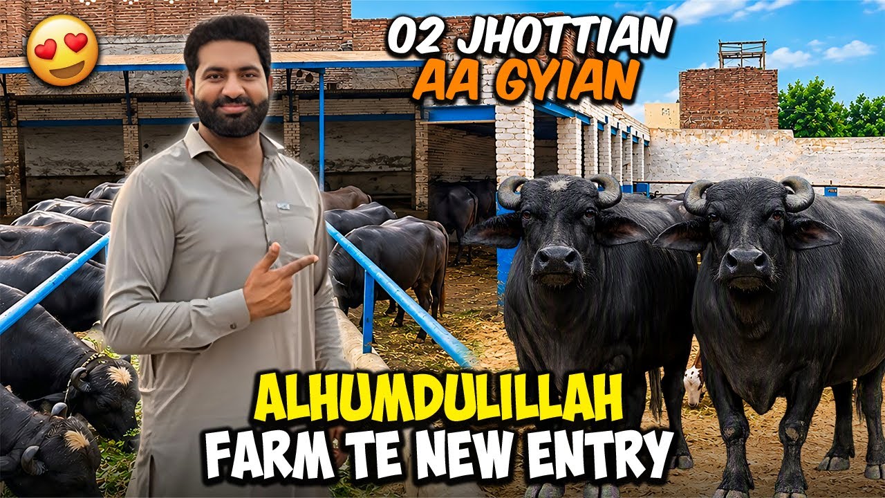 New Entry 2 Buffaloes | Malik Sab Lagayi Ronak | Dairy Farm Routine | Nasir Dhillon