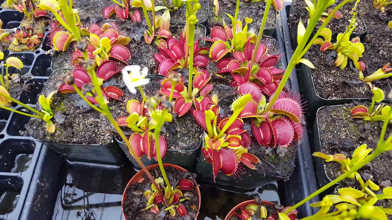 The Ultimate Venus Flytrap Care And Info Guide