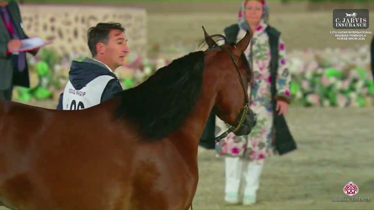 N 106 DHUHA AL WAAB   13th Qatar International Arabian Peninsula Horse Show 2024   Mares 4 6 Years O