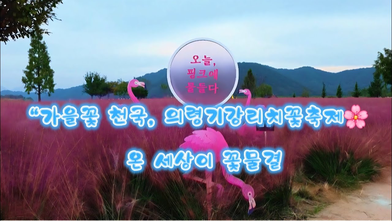 의령기강리치꽃축제🌸 코스모스·핑크뮬리·팜파스까지 가을꽃 향연