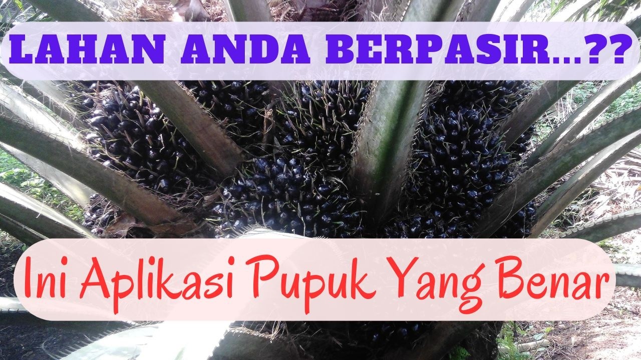 CARA MEMUPUK DILAHAN PASIR