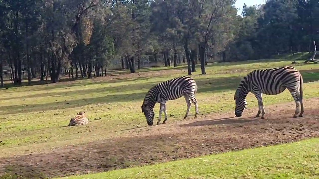 Car Drive Around Taronga Western Plains Zoo Dubbo NSW Australia