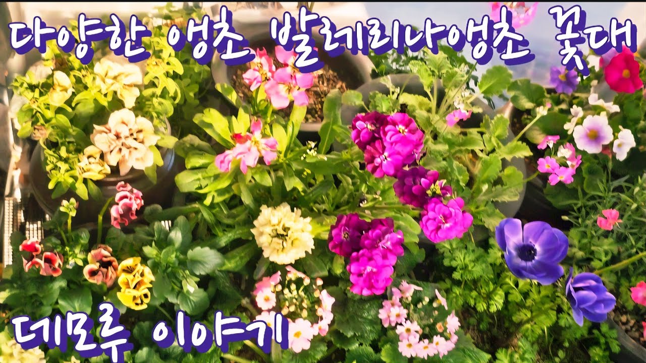 #데모루 #겹샤피니아 #유럽팬지  #발레리나앵초 #장미앵초 하우스 꽃구경 