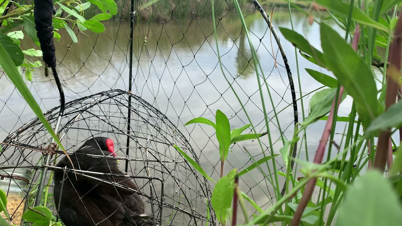 Bẫy chim trích ré mồi túc căn lữa và chưa bao giờ móm như lúc này