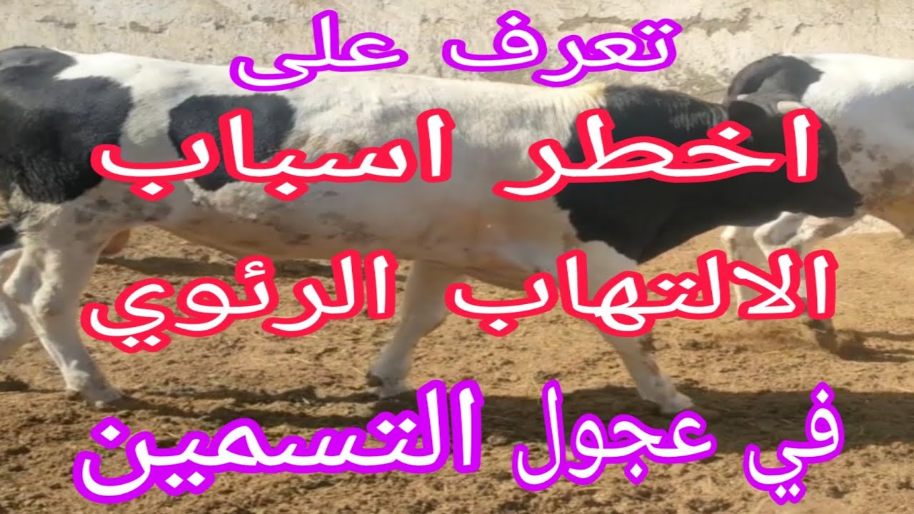 اخطر اسباب الالتهاب الرئوي والسخونية في العجول واسرار إعطاء الأدوية  شراب للعجول..د.السيد الطوخي 