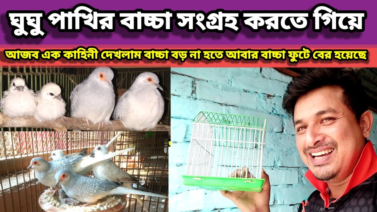 Diamond dove cage setup || ডায়মন্ড ঘুঘু পাখি বাচ্চা সংগ্রহ করতে গিয়ে আজব কাহিনী | Birds of village