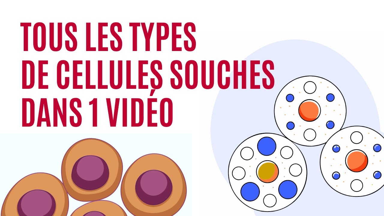Tous les types de cellules souches expliqués | Utilisations réelles en médecine régénérative